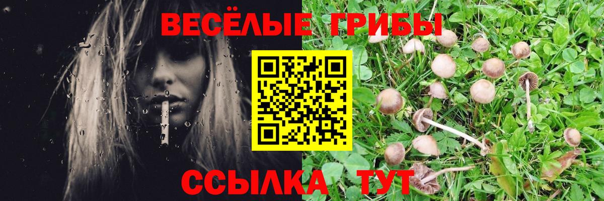 Псилоцибиновые грибы Cubensis Североморск